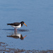 Pied Oystercatcher Feeding