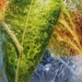  Leaves~~~~~ 