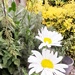 Daisy, daisy 