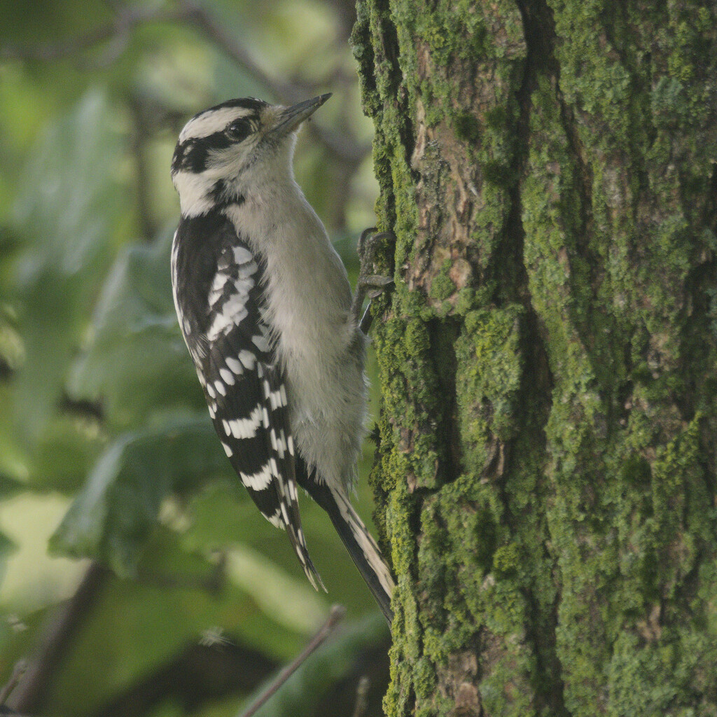 downy woodpecker by rminer