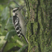 downy woodpecker