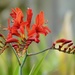 Crocosmia #2