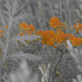 butterfly milkweed