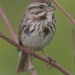 Song sparrow 