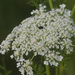 Queen Anne's Lace