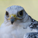 Gyrfalcon