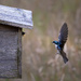 Momma Tree Swallow Bringing Breakfast