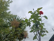 15th Jun 2026 - 1000024199