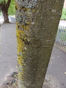 17th Jun 2026 - 1000024292