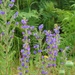 Vipers Bugloss