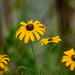 Black-eyed Susan