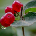 Berries with droplet