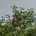 Mr. Cardinal