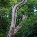 Trees die standing