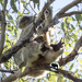teaching tree yoga 