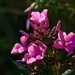 Phlox