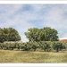 The Orchard