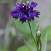 Purple Wildflower