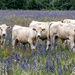 Balsam Lake Cows