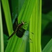 Widow Skimmer