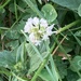 Clover on My Lawn