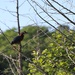 Green heron