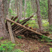 Shelter