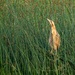 Bittern 