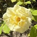Blooming beautifully… a gentle touch & a spritz of water & voila 