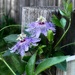 They're thriving in this hot and humid weather...