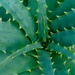 Spiked Succulent