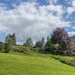 Field & trees