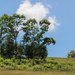 Trees on the hill