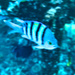 Fish at the end of the jetty