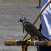  Cadging a Falcon
