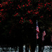 July 4. Flags and crepe myrtles.