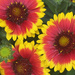 Gaillardia Arizona Sun