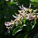 Honeysuckle 