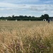 Cricket on an English Green