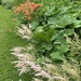 Herbaceous Border 