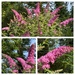 My Favourite Buddleia 