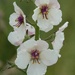 Moth Mullein