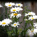 DAISIES