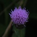 Canada Thistle