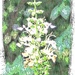 American Germander