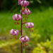 Lilium martagon