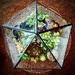 Plant Geometry