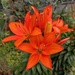 Royal lilies