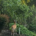 Garden Visitor