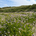 Sea Rocket